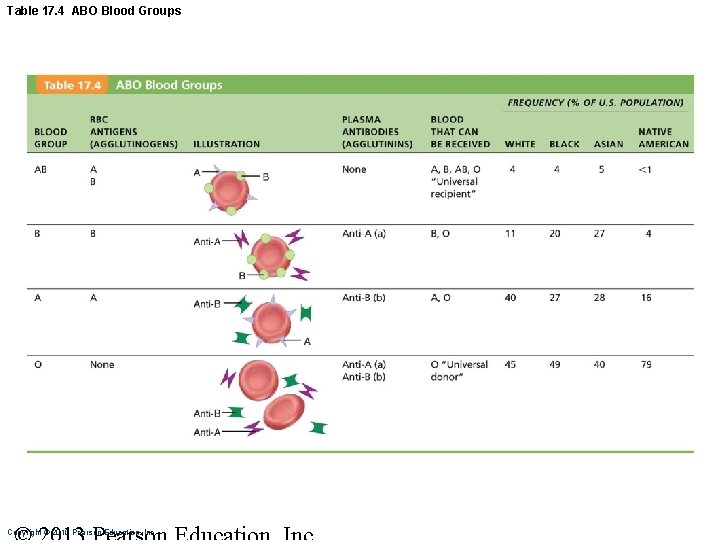 Table 17. 4 ABO Blood Groups Copyright © 2010 Pearson Education, Inc. 