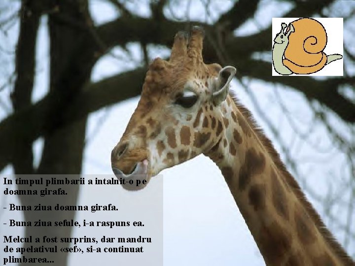 In timpul plimbarii a intalnit-o pe doamna girafa. - Buna ziua sefule, i-a raspuns