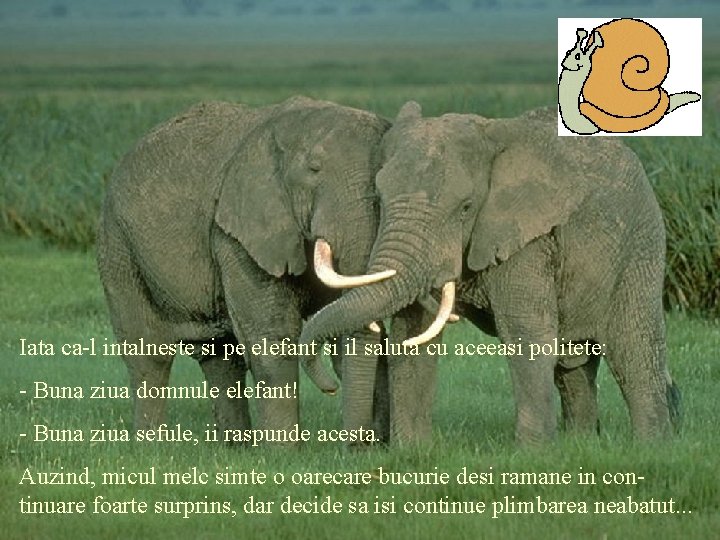 Iata ca-l intalneste si pe elefant si il saluta cu aceeasi politete: - Buna
