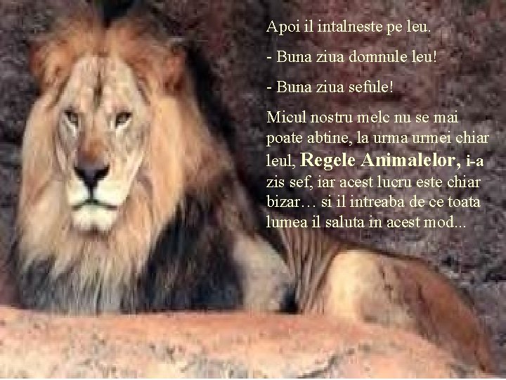 Apoi il intalneste pe leu. - Buna ziua domnule leu! - Buna ziua sefule!