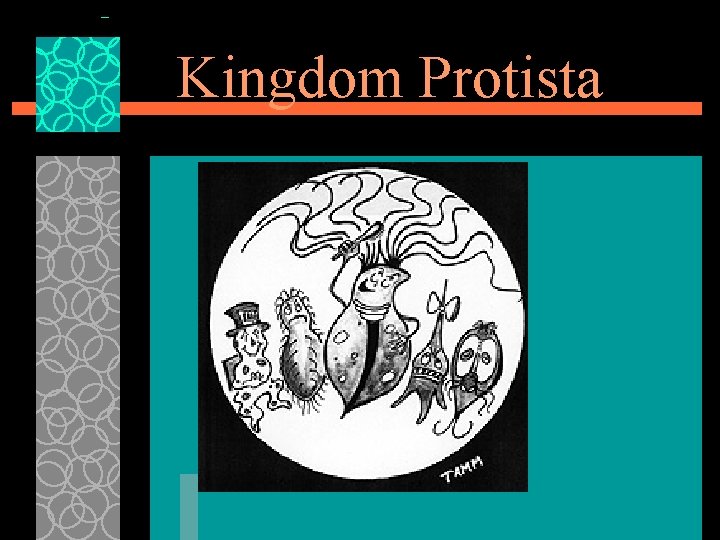 Kingdom Protista 