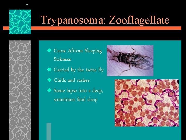 Trypanosoma: Zooflagellate Cause African Sleeping Sickness u Carried by the tsetse fly u Chills