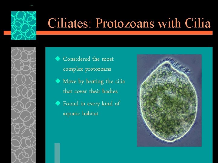Ciliates: Protozoans with Cilia Considered the most complex protozoans u Move by beating the