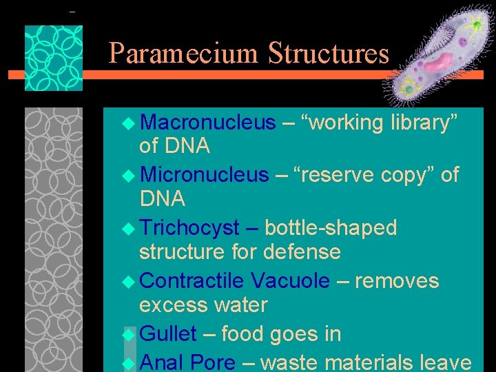 Paramecium Structures u Macronucleus – “working library” of DNA u Micronucleus – “reserve copy”