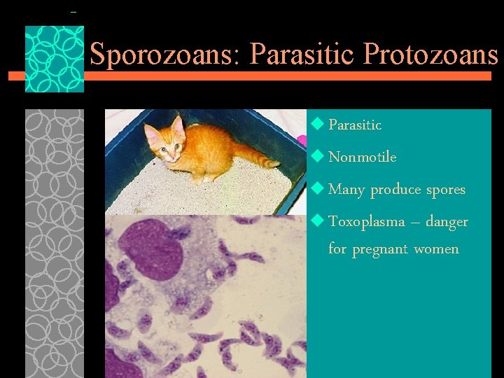 Sporozoans: Parasitic Protozoans u Parasitic u Nonmotile u Many produce spores u Toxoplasma –