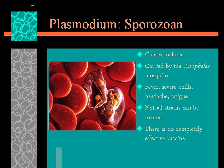 Plasmodium: Sporozoan Causes malaria u Carried by the Anopheles mosquito u Fever, severe chills,