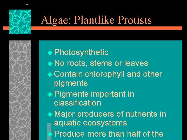 Algae: Plantlike Protists u Photosynthetic u No roots, stems or leaves u Contain chlorophyll