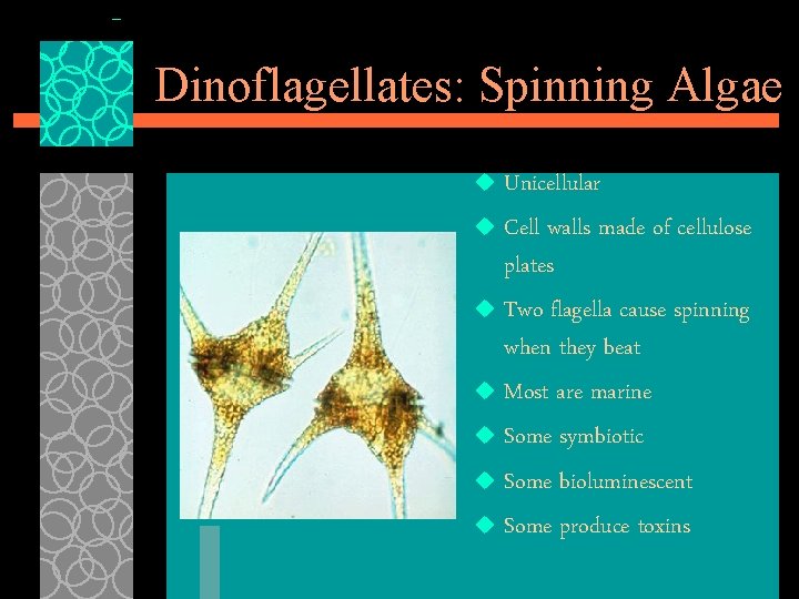 Dinoflagellates: Spinning Algae Unicellular u Cell walls made of cellulose plates u Two flagella