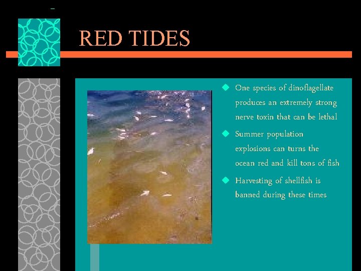 RED TIDES u u u One species of dinoflagellate produces an extremely strong nerve
