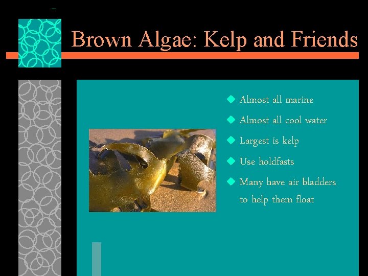 Brown Algae: Kelp and Friends Almost all marine u Almost all cool water u