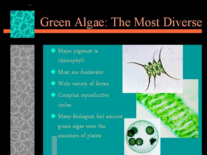 Green Algae: The Most Diverse Major pigment is chlorophyll u Most are freshwater u