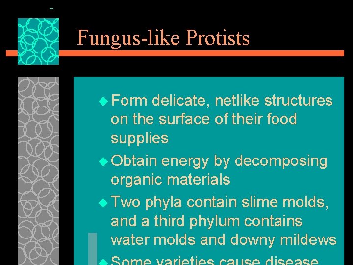 Fungus-like Protists u Form delicate, netlike structures on the surface of their food supplies