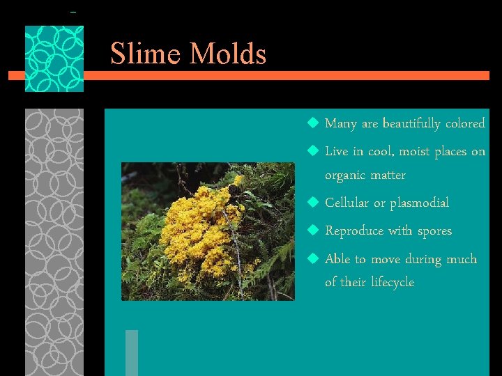 Slime Molds Many are beautifully colored u Live in cool, moist places on organic