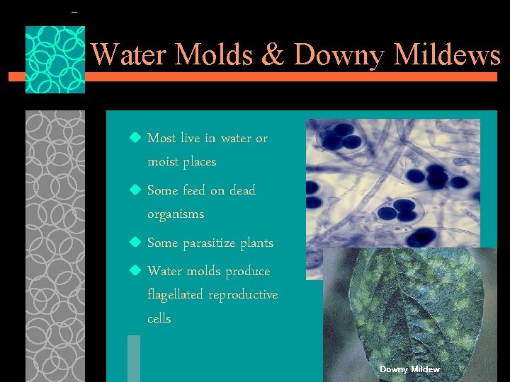 Water Molds & Downy Mildews Most live in water or moist places u Some