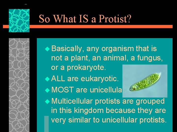 So What IS a Protist? u Basically, any organism that is not a plant,