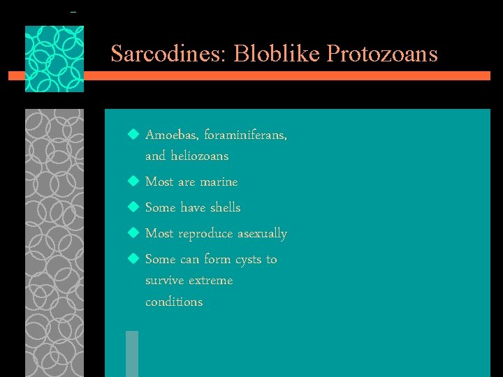 Sarcodines: Bloblike Protozoans Amoebas, foraminiferans, and heliozoans u Most are marine u Some have