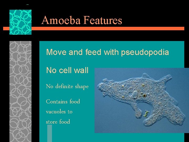 Amoeba Features Move and feed with pseudopodia No cell wall No definite shape Contains
