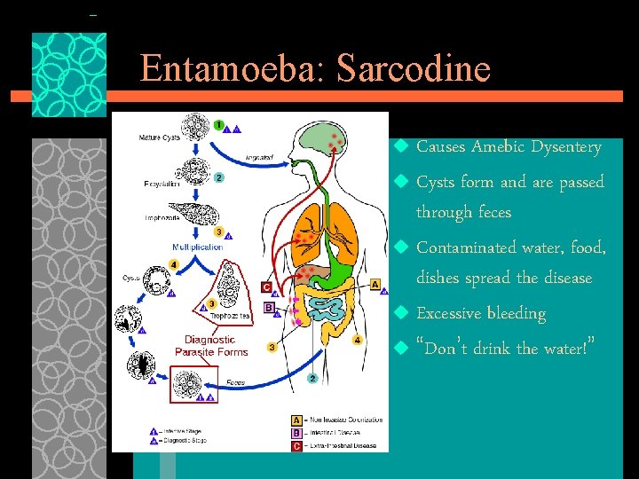 Entamoeba: Sarcodine Causes Amebic Dysentery u Cysts form and are passed through feces u