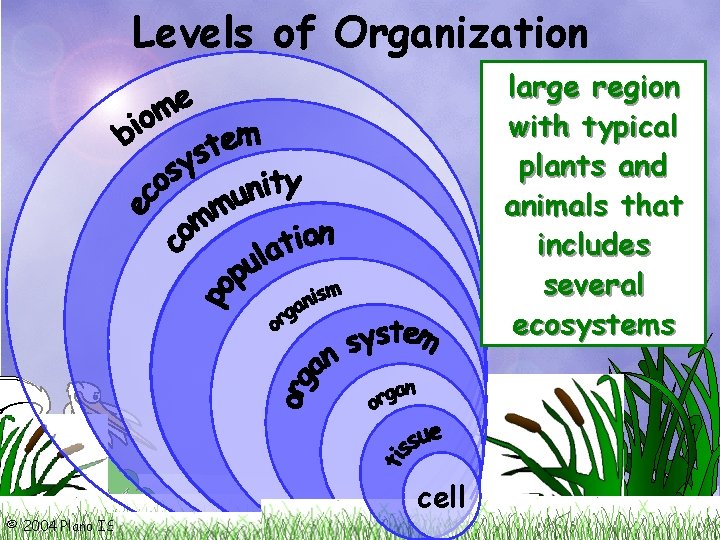 Levels of Organization living and all one all smallest group interacting organisms individual of