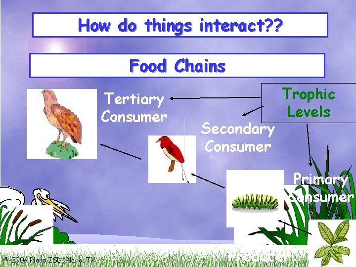 How do things interact? ? Food Chains Tertiary Consumer Secondary Consumer Trophic Levels Primary
