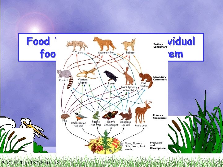Food Web- ALL of the individual food chains in an ecosystem © 2004 Plano