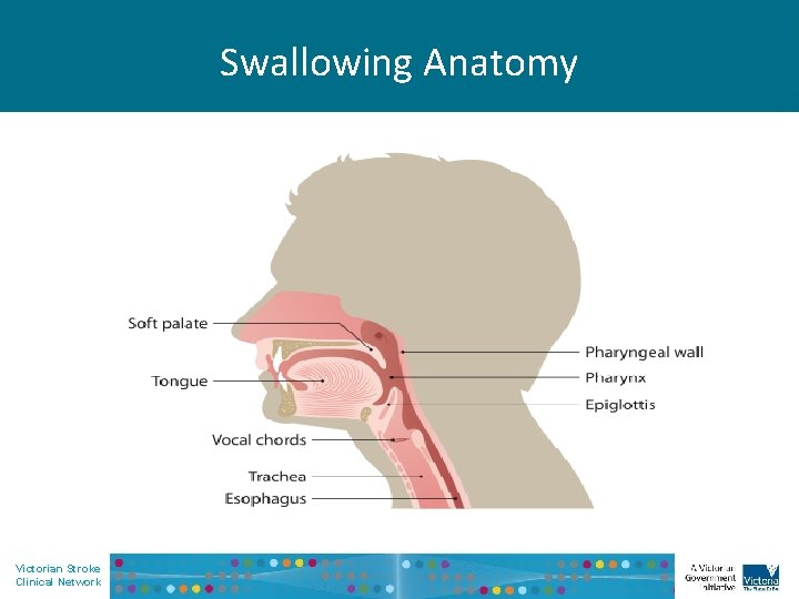 Swallowing Anatomy • Insert images Victorian Stroke Clinical Network 