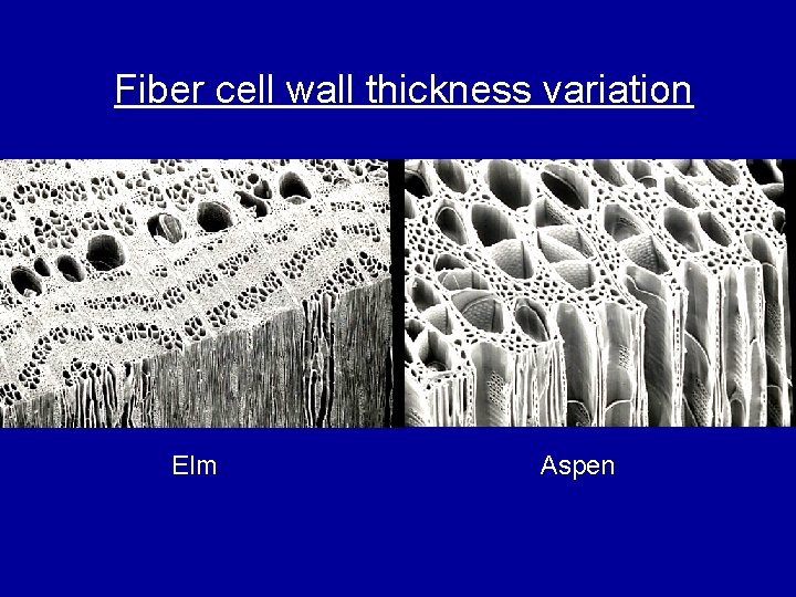 Fiber cell wall thickness variation Elm Aspen 