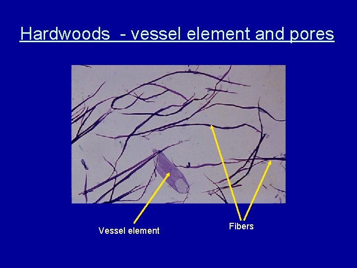 Hardwoods - vessel element and pores Vessel element Fibers 
