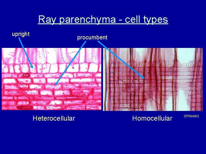 Ray parenchyma - cell types upright procumbent Heterocellular Homocellular (Wheeler) 