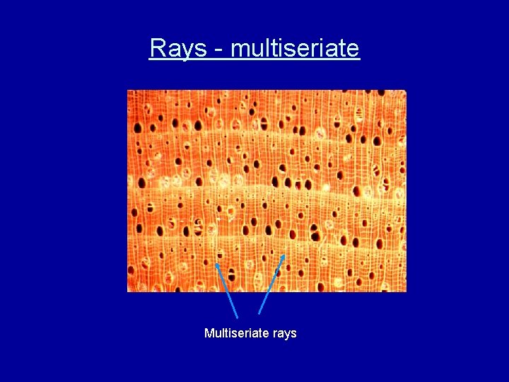 Rays - multiseriate Multiseriate rays 