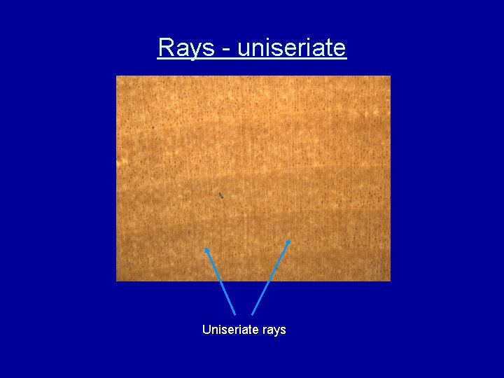 Rays - uniseriate Uniseriate rays 