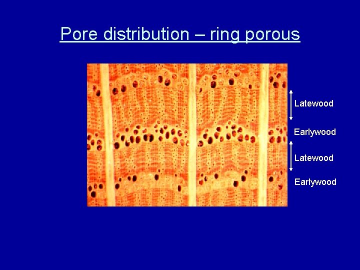 Pore distribution – ring porous Latewood Earlywood 