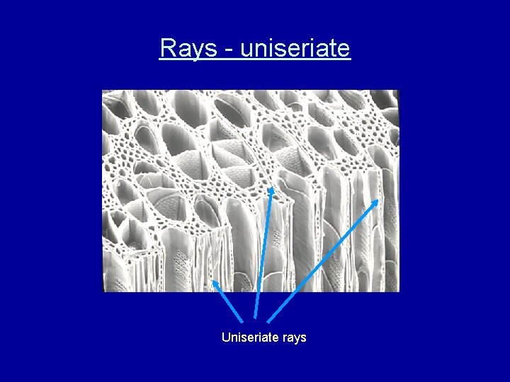 Rays - uniseriate Uniseriate rays 