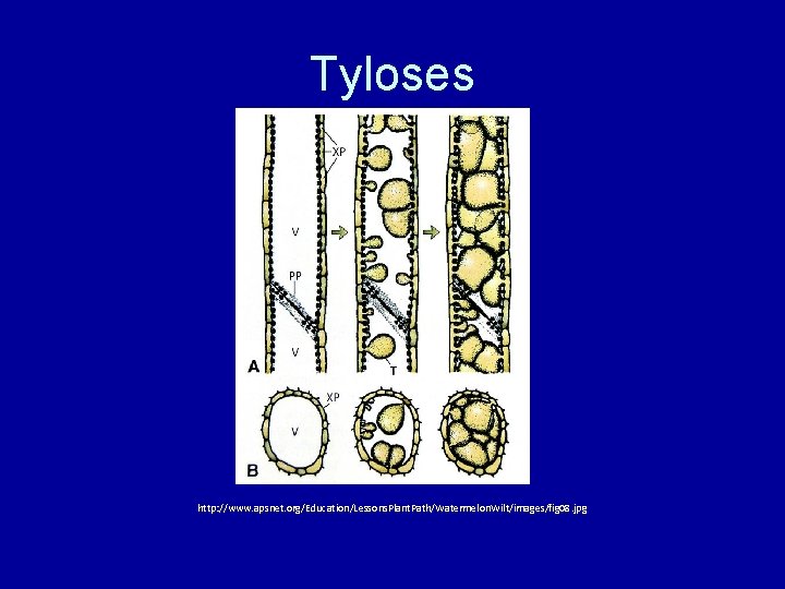 Tyloses http: //www. apsnet. org/Education/Lessons. Plant. Path/Watermelon. Wilt/images/fig 08. jpg 