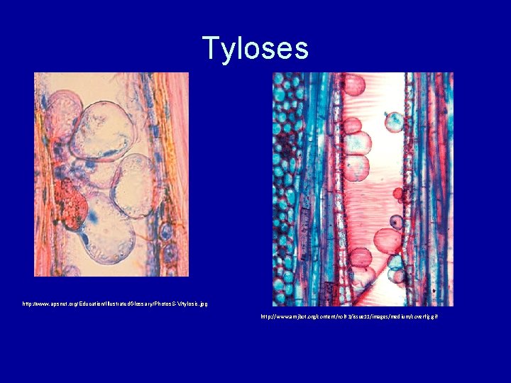 Tyloses http: //www. apsnet. org/Education/Illustrated. Glossary/Photos. S-V/tylosis. jpg http: //www. amjbot. org/content/vol 93/issue 11/images/medium/coverfig.