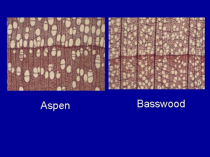 Aspen Basswood 