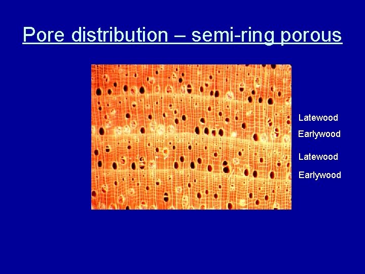 Pore distribution – semi-ring porous Latewood Earlywood 