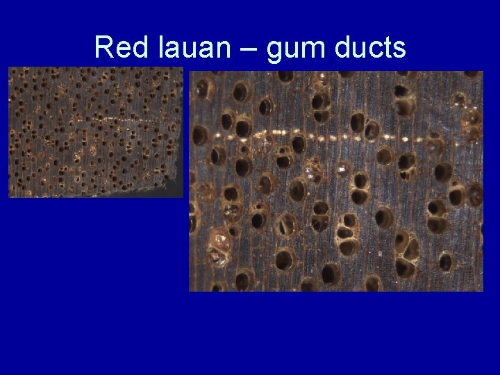 Red lauan – gum ducts 