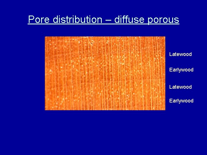 Pore distribution – diffuse porous Latewood Earlywood 