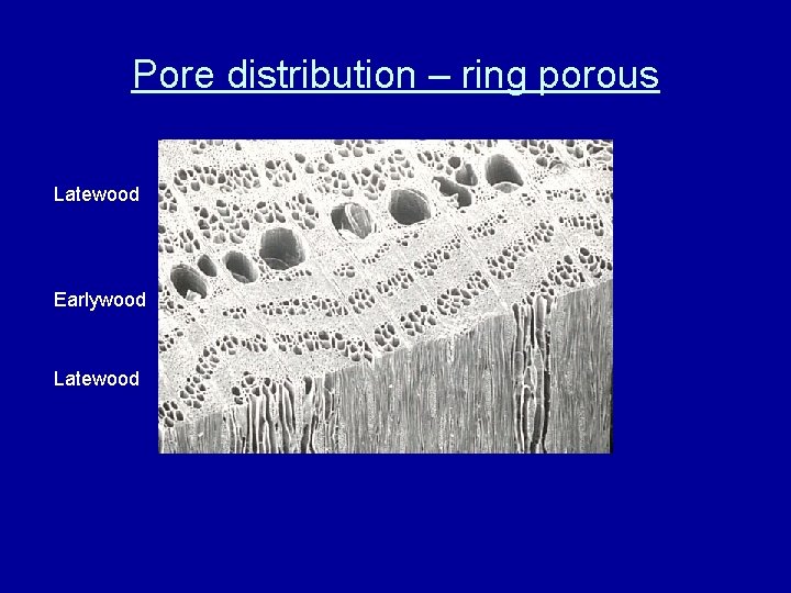 Pore distribution – ring porous Latewood Earlywood Latewood 