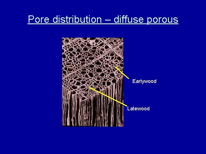 Pore distribution – diffuse porous Earlywood Latewood 