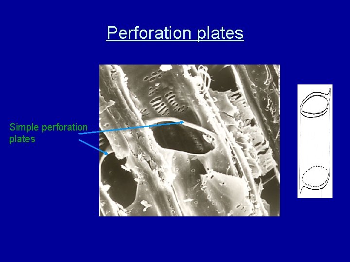 Perforation plates Simple perforation plates 