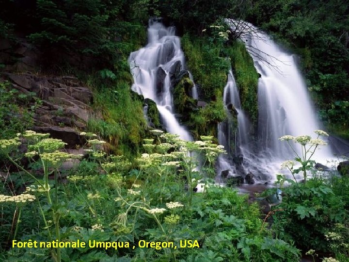Forêt nationale Umpqua , Oregon, USA 