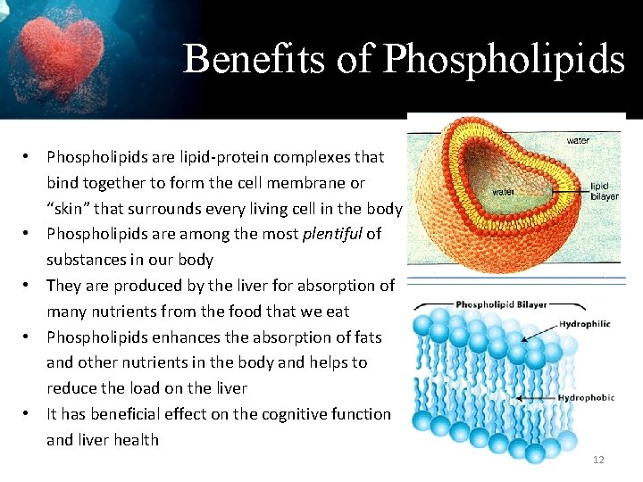 Benefits of Phospholipids • Phospholipids are lipid-protein complexes that bind together to form the