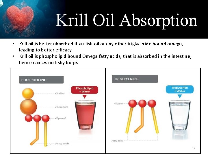 Krill Oil Absorption • Krill oil is better absorbed than fish oil or any