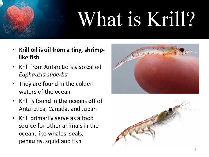 What is Krill? • Krill oil is oil from a tiny, shrimplike fish •