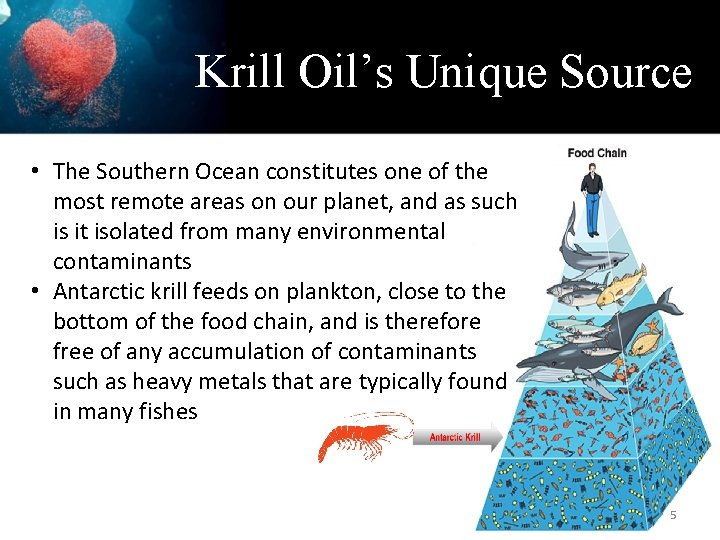 Krill Oil’s Unique Source • The Southern Ocean constitutes one of the most remote