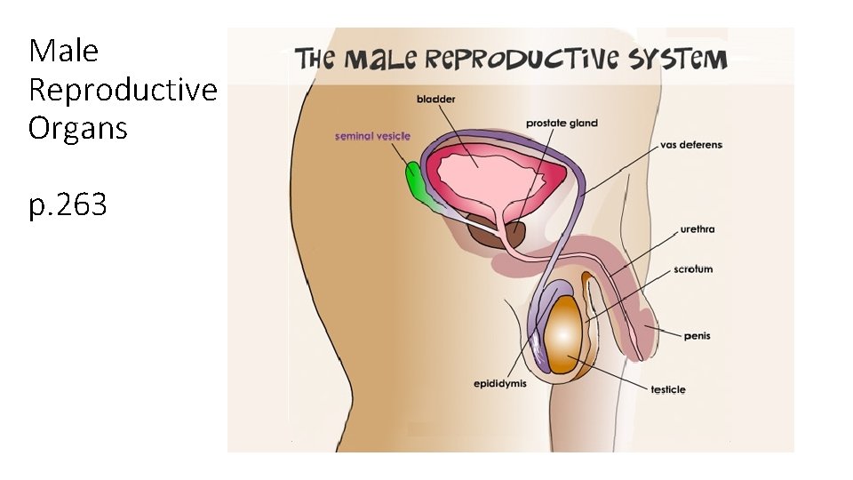 Male Reproductive Organs p. 263 