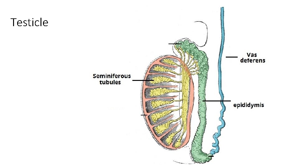 Testicle 