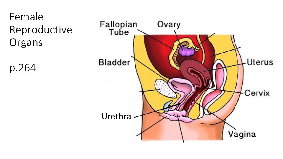Female Reproductive Organs p. 264 Urethra 